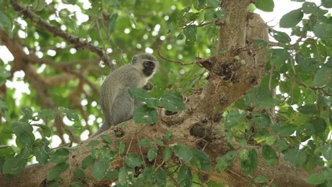 A cute vervet monkey sits high in a fig tree, feeding on a ripe fig before Stock Footage 342996326
