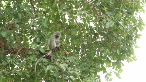 A cute vervet monkey sits high in a fig tree, feeding on ripe figs before 스톡 동영상 342996683