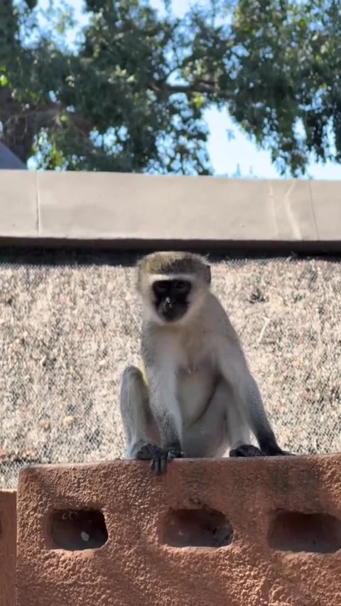 Cute vervet monkey sitting on a brick wall and looking around Stock Footage 341731864