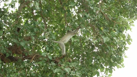 A cute vervet monkey stands high in a fig tree, feeding on ripe figs, in Kruger 스톡 동영상 342996370