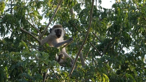 Cute Vervet Monkey in the tree Stock Footage 125193602