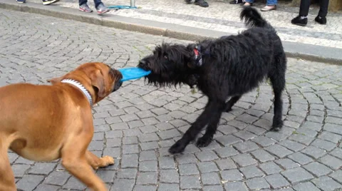 Cute video of two dogs playing tug of war with a freebie Stock Footage 38657341