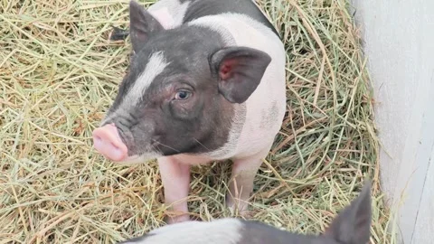 Cute Vietnamese pot-bellied mini piglet sticking tongue out on a hay background. Stock Footage 343094791