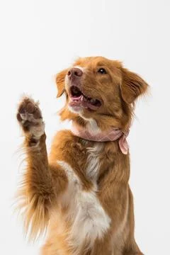 Cute view of a golden retriever jumping up on a white background Stock Photos