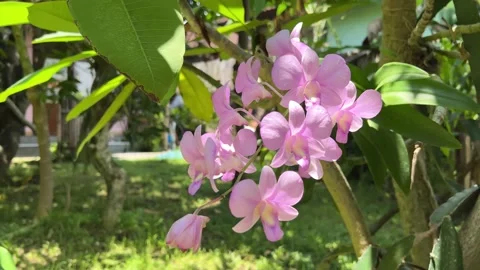 Cute violet pink orchid on tree in summer garden Stock Footage 165799215