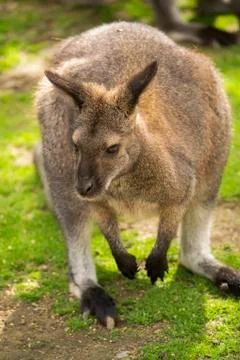 Cute wallaby Stock Photos