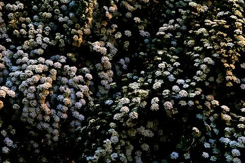 Cute warm evening summer spring flowers background Stock Photos