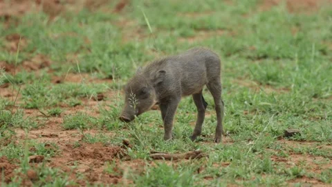 A cute warthog piglet chewing on a piece of grass, Kruger National Park. Stock Footage 339000068