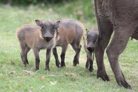 Cute Warthog Piglets Stock Photos
