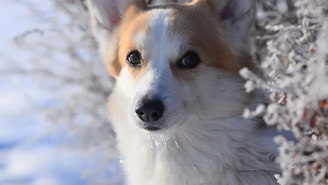 Cute Welsh corgi behind the frozen bush Stock-Footage 102972553