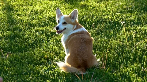 Cute welsh corgi dog Stock Footage 110631547