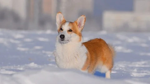 Cute welsh corgi Stock Footage 102972831