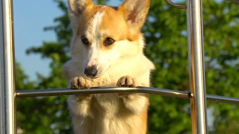 Cute welsh corgi hiding Stock Footage 110705762