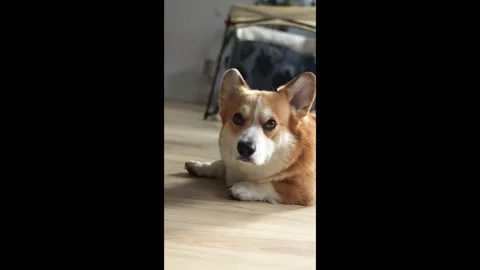 Cute Welsh Corgi Pembroke lying on the floor and looking up and around. Slo.. Stock Footage 301914082