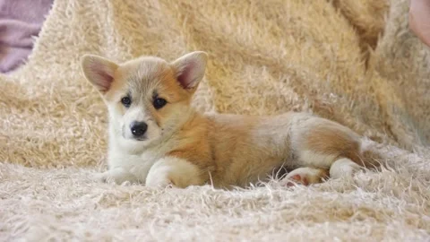 Cute welsh corgi puppy lying on its back top view of the house on the couch Stock Footage 255557574