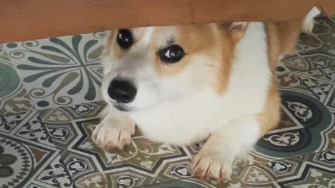 Cute Welsh Corgi smiling under a wooden table. Stock Footage 340201529
