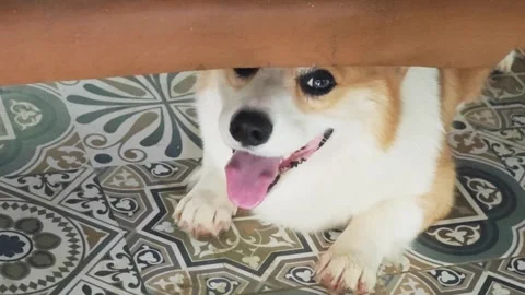 Cute Welsh Corgi smiling under a wooden table. Stock Footage 340201568