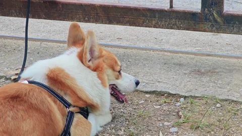 Cute Welsh Corgi wearing a harness outdoors. Stock Footage 340202020
