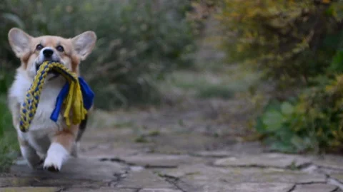 Cute welsh corgy on a backyard Stock Footage 90423812