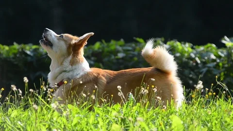Cute welsh corny with owner Stock Footage 90739897