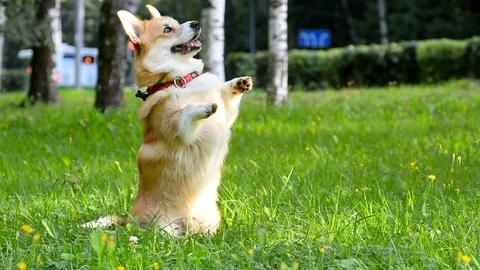 Cute welsh corny shows asking pose Stock Footage 91038935