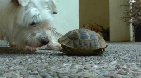 A cute westie dog smells a tortoise. 스톡 동영상 39660153