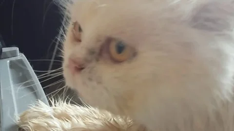 Cute Wet Cat Stock Footage 98407895