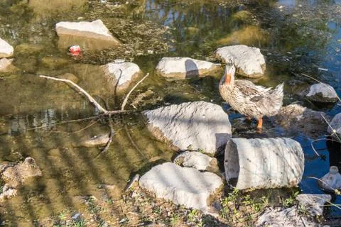 A cute wet duck looking while he walking at a canal Stock Photos