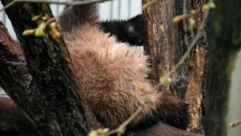 Cute Wet Giant Panda Cub Napping in a Tree in Sichuan Province, China Vídeo Stock 336843644