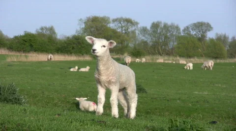 Cute whispering, Nuzzling Lambs Stock Footage 418115