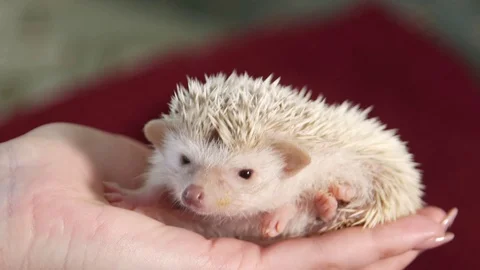 really cute white hedgehogs