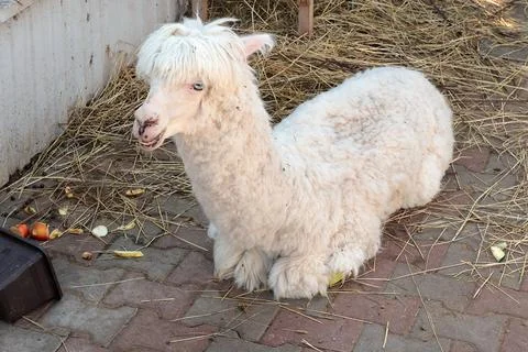 Cute white alpaca lying on tile on farm in summer. Pets and breeding of llamas Photos