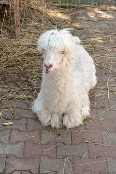 Cute white alpaca lying on tile on farm in summer. Pets and breeding of llamas Stock Photos