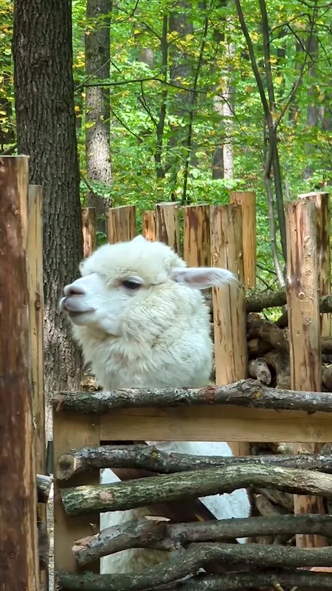 Cute white alpaca stands behind a wooden fence in a zoo park. Funny fluffy anima Vídeo Stock 343971971