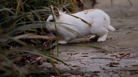 Cute white and brown rabbit hiding in the green grass Stock-Footage 339305802