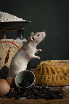 Cute white and brown rat sitting in a stil life scene themed baking cake gree Stock Photos