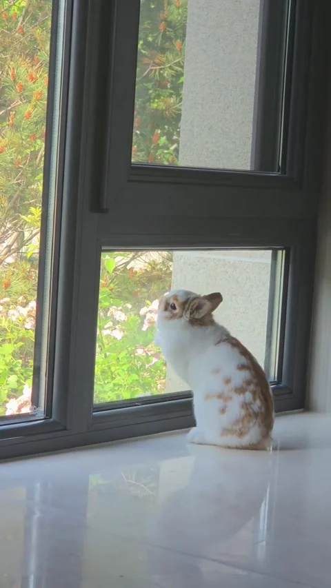 A cute white and brown spotted rabbit looking out of a window Vídeos de archivo 335249124
