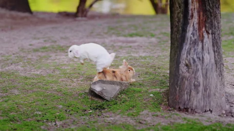 Cute white and ginger bunnies playing together on fresh grass near water, 4K Stock Footage 335293419