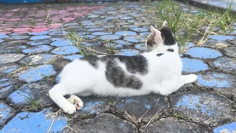 A cute white and gray cat lying comfortably on a colorful paved stone ground Stock Footage 343806262