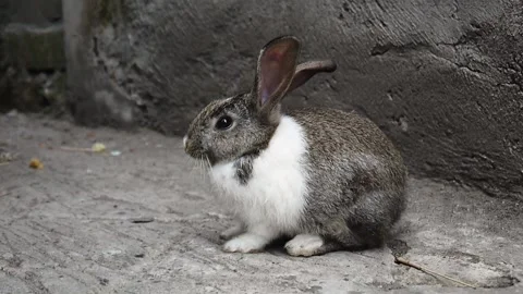 Cute white and gray rabbit sits motionless on the ground in the street on a summ Stock-Footage 138091390