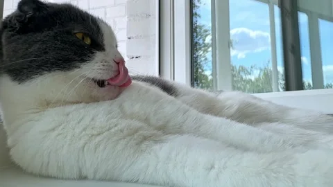 Cute white and grey cat lying on windowsill at home, veterinary, animal products Stock Footage 287456305
