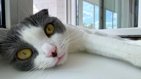 Cute white and grey cat lying on windowsill at home, veterinary, animal products Stock Footage 287456416