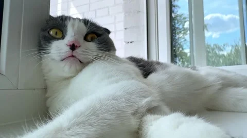 Cute white and grey cat lying on windowsill at home, veterinary, animal products Stock Footage 287456516