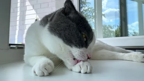 Cute white and grey cat lying on windowsill at home, veterinary, animal products Stock Footage 287457410