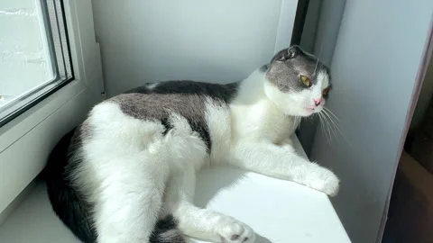Cute white and grey cat lying on windowsill at home, basking in the sun, yawns Stock Footage 287457589