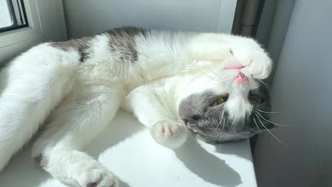Cute white and grey cat lying on windowsill at home, basking in the sun Stock Footage 287458694
