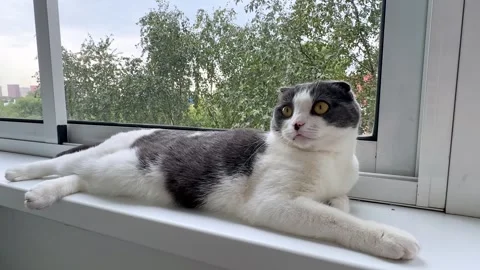 Cute white and grey cat lying on windowsill at home, basking in the sun Stock Footage 287458755