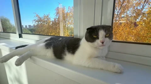 Cute white and grey cat lying on windowsill at home, basking in the sun, autumn  Stock Footage 287459480