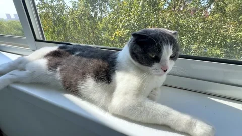 Cute white and grey cat lying on windowsill at home, basking in the sun Stock Footage 287459532