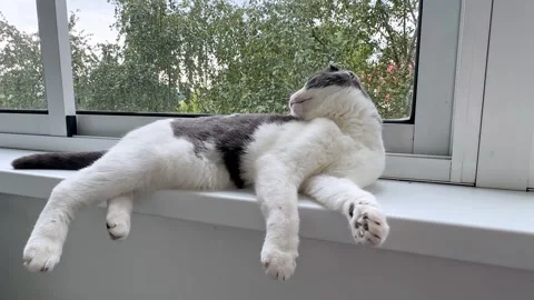 Cute white and grey cat lying on windowsill at home, basking in the sun Stock Footage 287459533